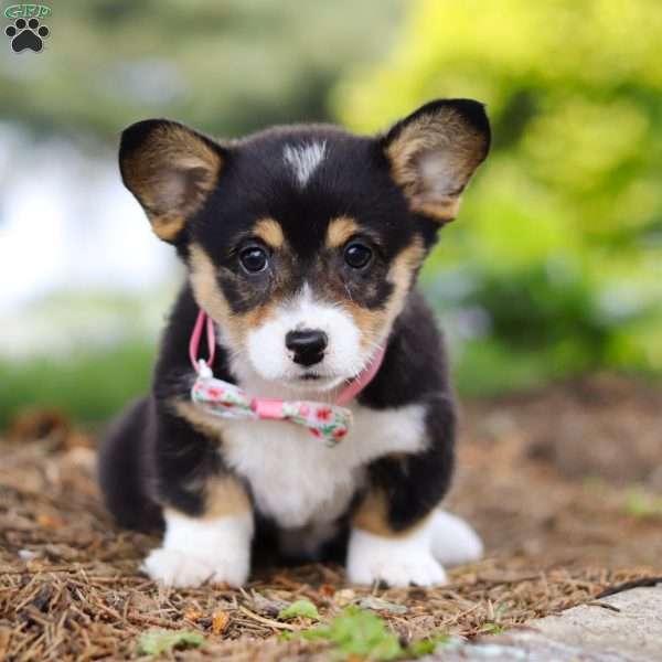 Debbie, Pembroke Welsh Corgi Puppy
